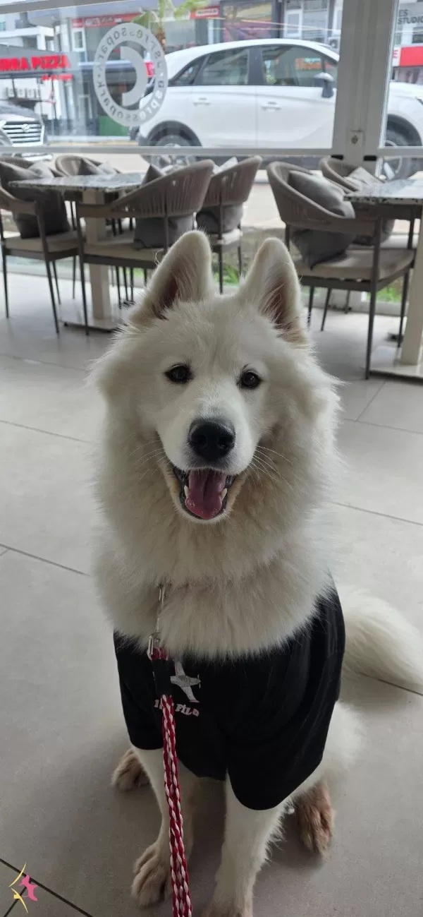 13 Aylık Cok Tatlı tüy Yumağı Disi Samoyed