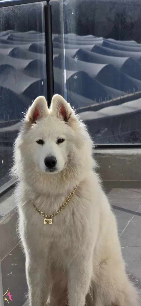 13 Aylık Cok Tatlı tüy Yumağı Disi Samoyed