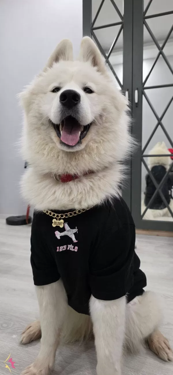 13 Aylık Cok Tatlı tüy Yumağı Disi Samoyed