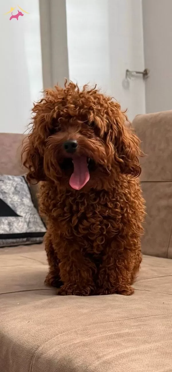 Saglıklı Orijinal Toy Poodle