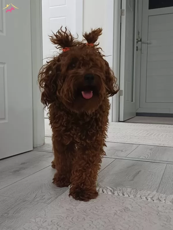 Saglıklı Orijinal Toy Poodle