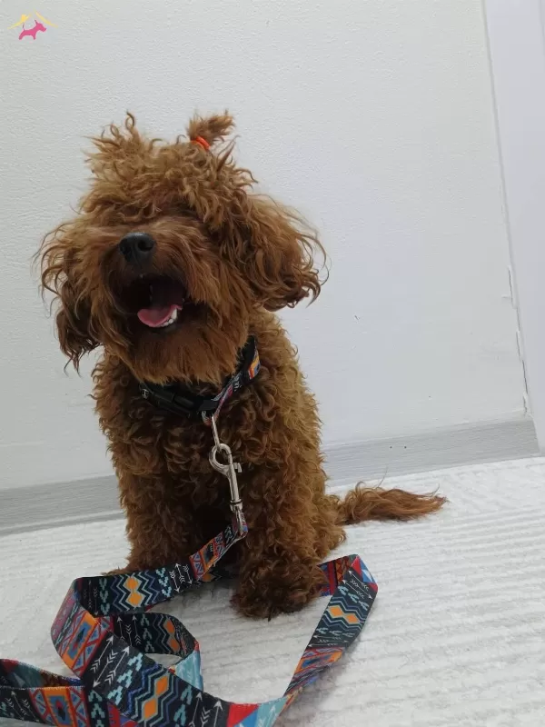 Saglıklı Orijinal Toy Poodle