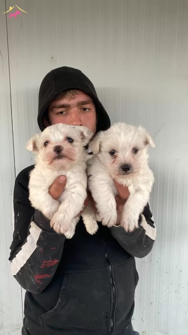 St Kalite Numara Maltese Terrier Yavrularımız