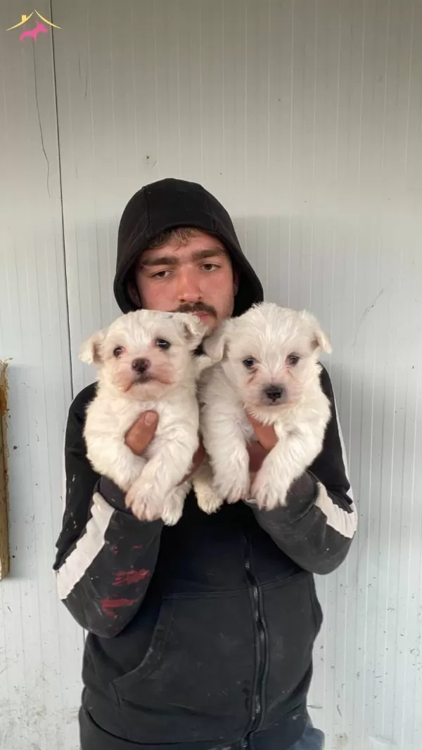 St Kalite Numara Maltese Terrier Yavrularımız