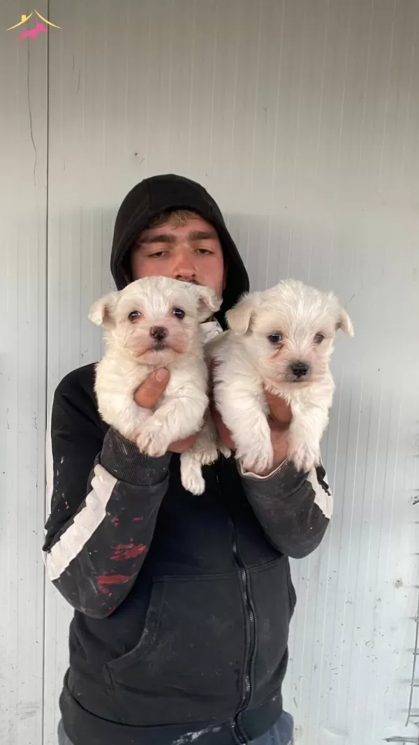 St Kalite Numara Maltese Terrier Yavrularımız