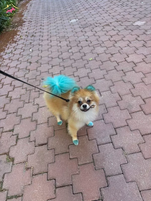 Ev Tipi Bakımlı Sevimli Pomeranian