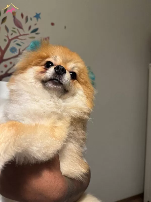 Ev Tipi Bakımlı Sevimli Pomeranian