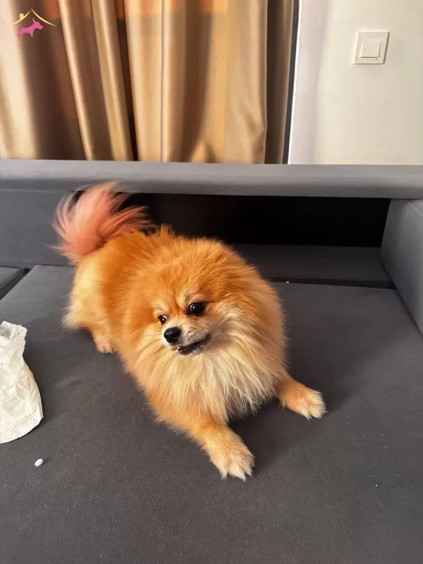 Ev Tipi Bakımlı Sevimli Pomeranian