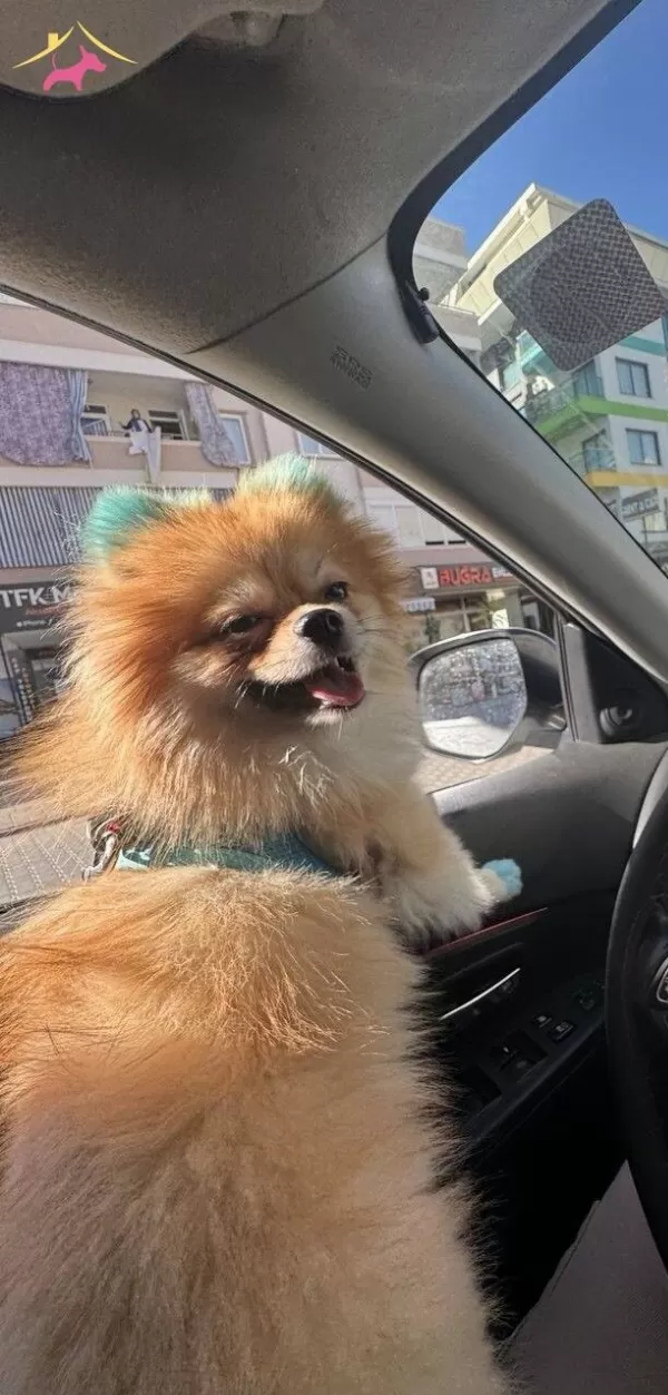 Ev Tipi Bakımlı Sevimli Pomeranian
