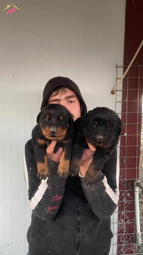 St Kalite Orjinal Rottweiler Yavrularımiz
