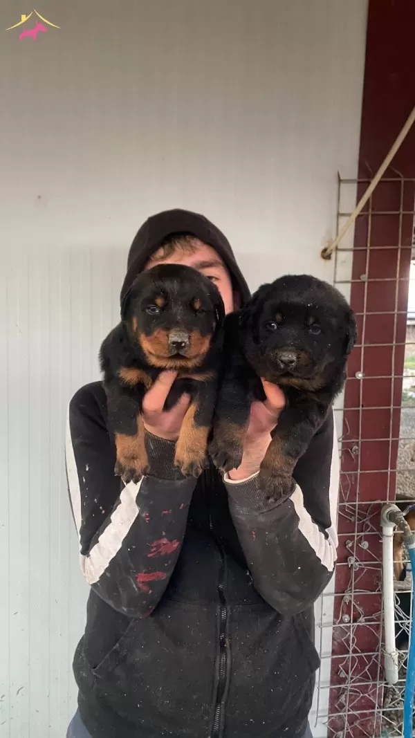 St Kalite Orjinal Rottweiler Yavrularımiz