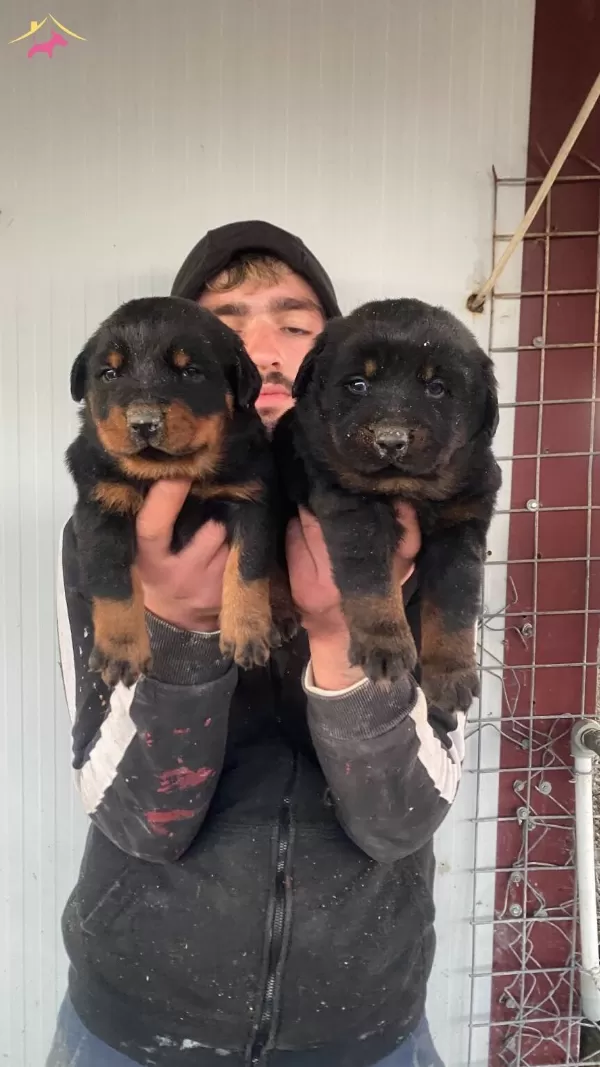 St Kalite Orjinal Rottweiler Yavrularımiz