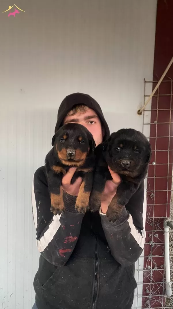 St Kalite Orjinal Rottweiler Yavrularımiz