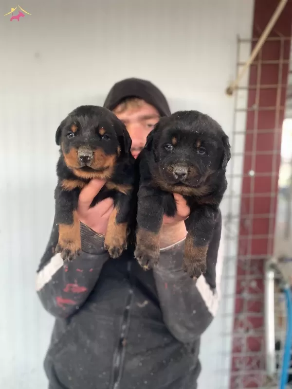 St Kalite Orjinal Rottweiler Yavrularımiz