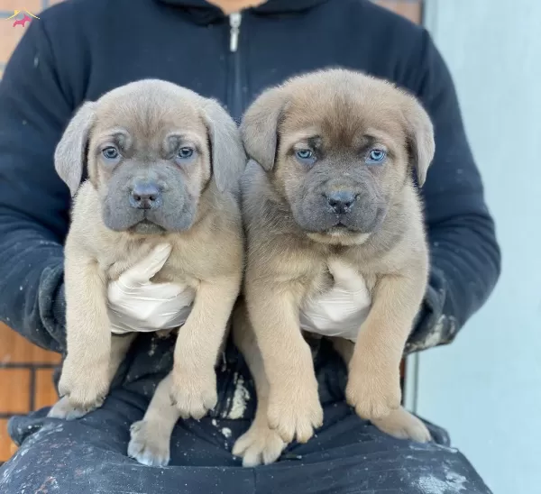 Formentino Cane Corsa Yavruları