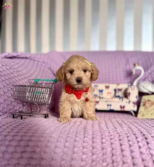 Mini Boy Maltipoo Bebekler