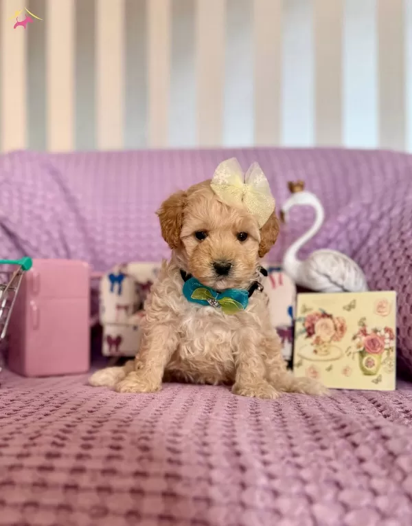 Mini Boy Maltipoo Bebekler
