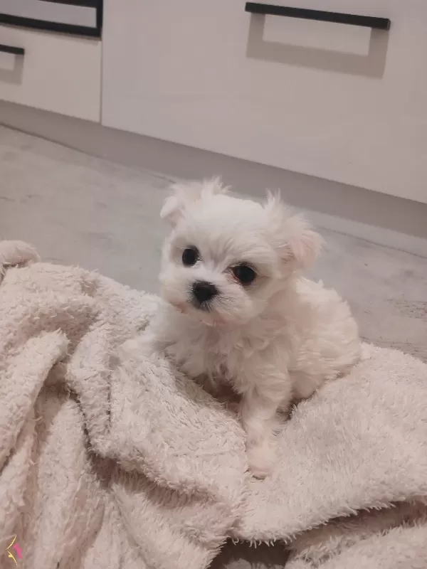 maltes pikam Maltese Terrier