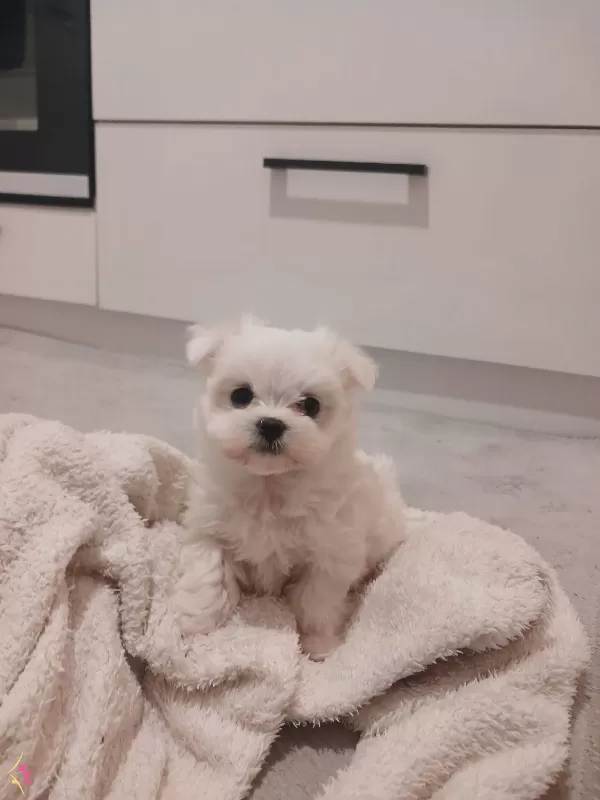maltes pikam Maltese Terrier
