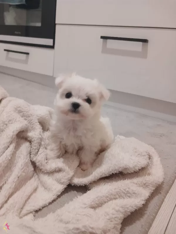 maltes pikam Maltese Terrier