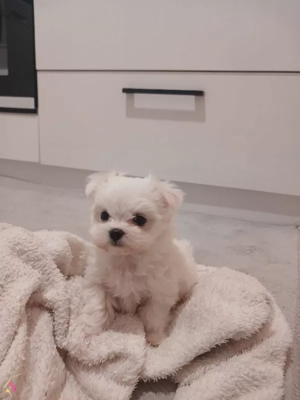 maltes pikam Maltese Terrier