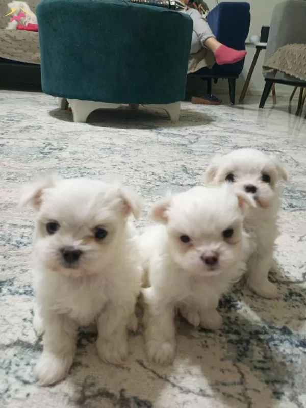 maltes pikam Maltese Terrier