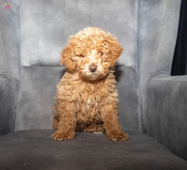 Poodle Güzelliğinde Maltipoo Oğlumuzzz