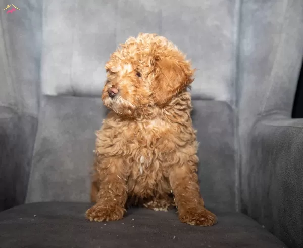 Poodle Güzelliğinde Maltipoo Oğlumuzzz