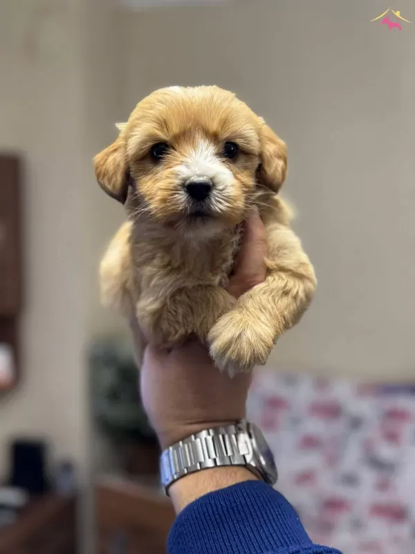 Kahve Tonlu Maltipoo Cinsi Yavrular