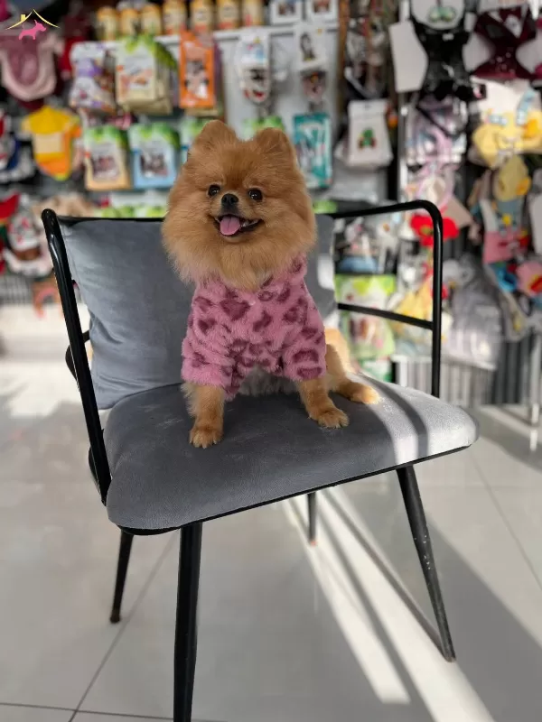 Teddy Bear 1 Yas Ust Kalite Disi