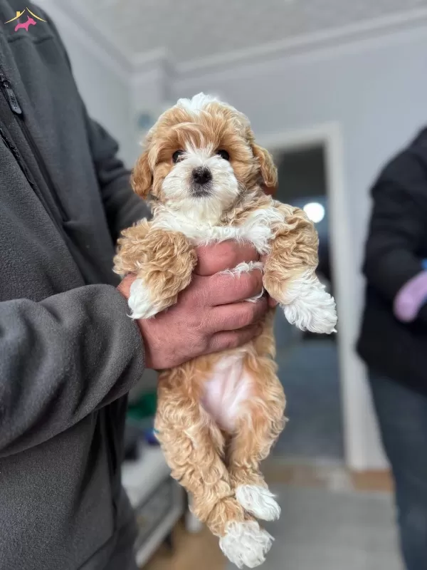 Gerçek Maltipoo Bebekler Panda Yüz Bebek Yüz