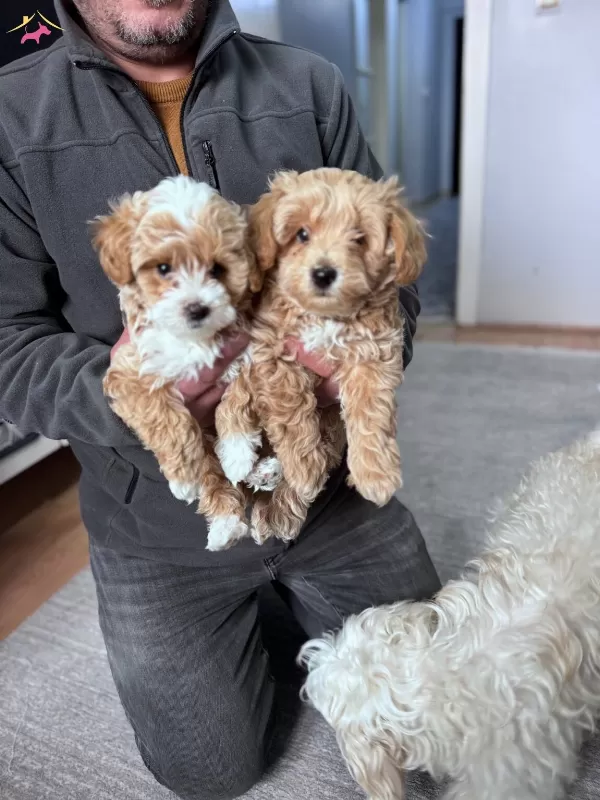 Gerçek Maltipoo Bebekler Panda Yüz Bebek Yüz