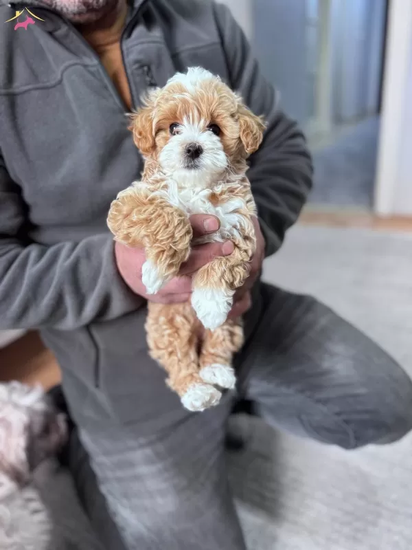Gerçek Maltipoo Bebekler Panda Yüz Bebek Yüz