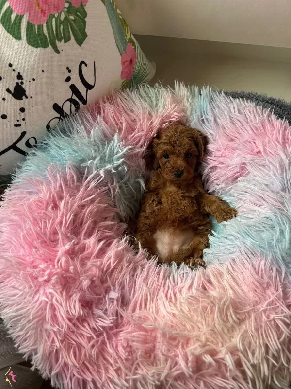 Ev Dogumu Toy Poodle Minyatür Poodle