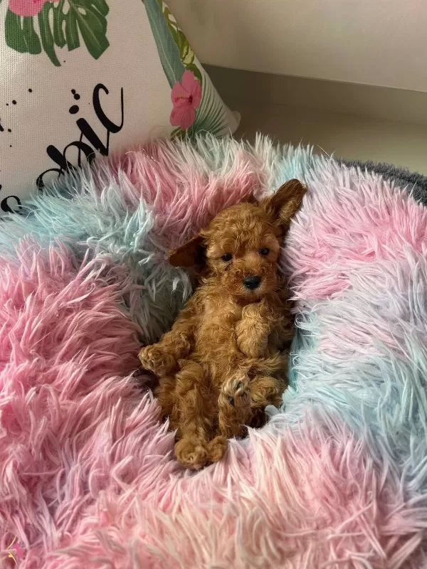 Ev Dogumu Toy Poodle Minyatür Poodle