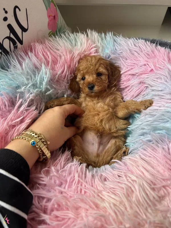 Ev Dogumu Toy Poodle Minyatür Poodle