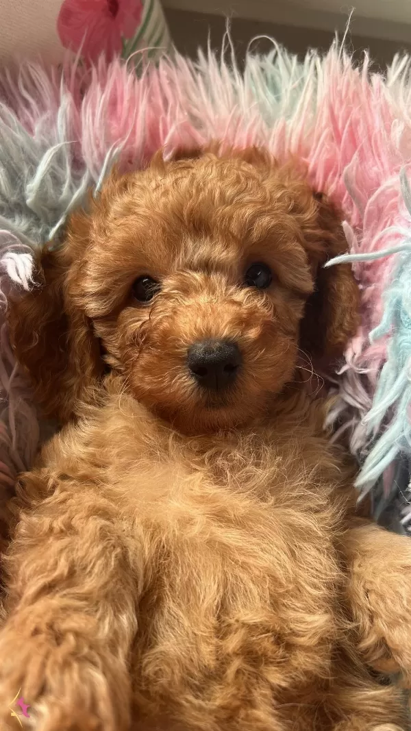 Ev Dogumu Toy Poodle Minyatür Poodle