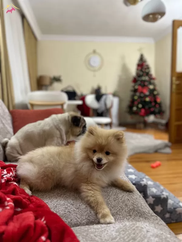 7 Aylık Erkek Pomeranian