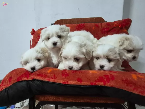 A Kalite Maltese Bebekler