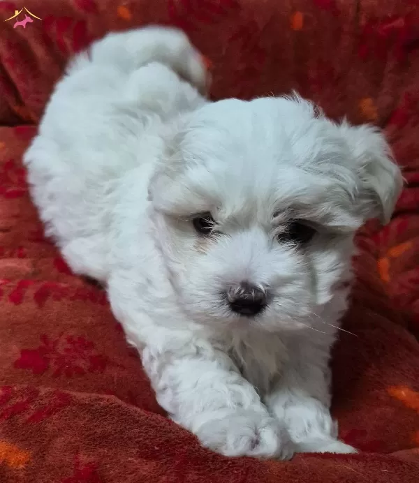 A Kalite Maltese Bebekler