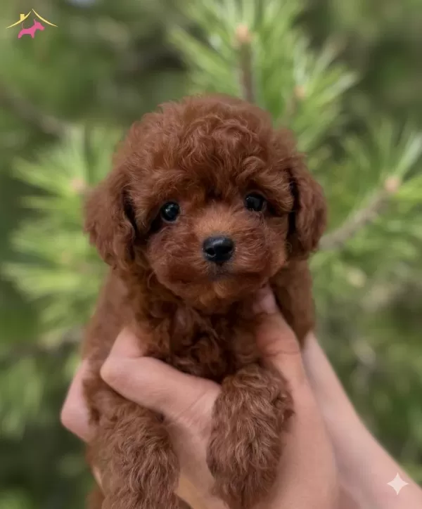 Teacup Kore Poodle Bebekler