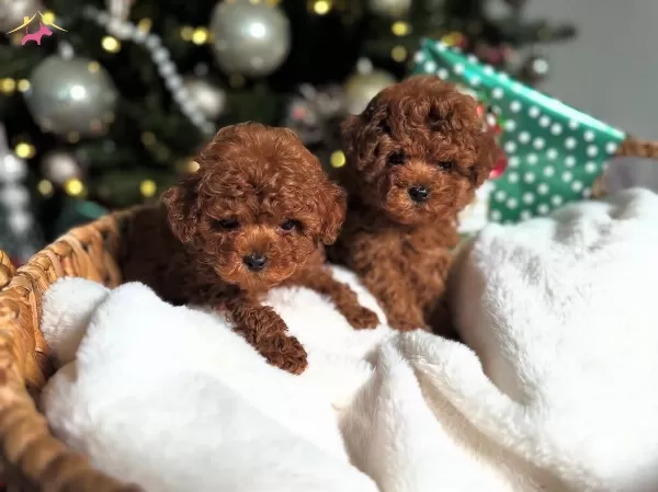 Teacup Kore Poodle Bebekler