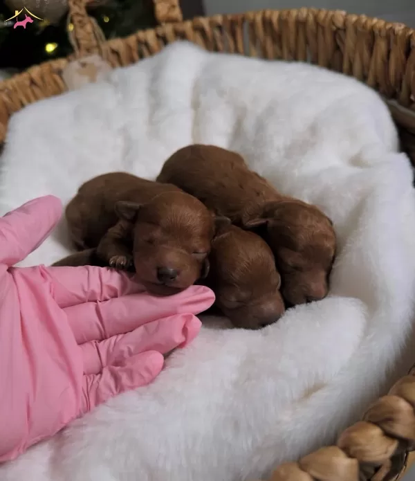 Teacup Kore Poodle Bebekler