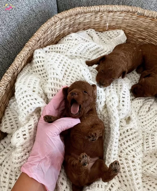 Teacup Kore Poodle Bebekler