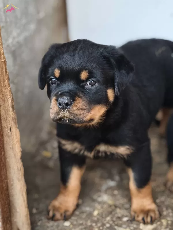 A Screli Yavrular Son 1 Erkek 1 Dii Kald