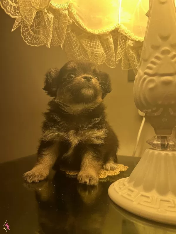Minyatür Tea Cup Dişi Chihuahua Yavruları