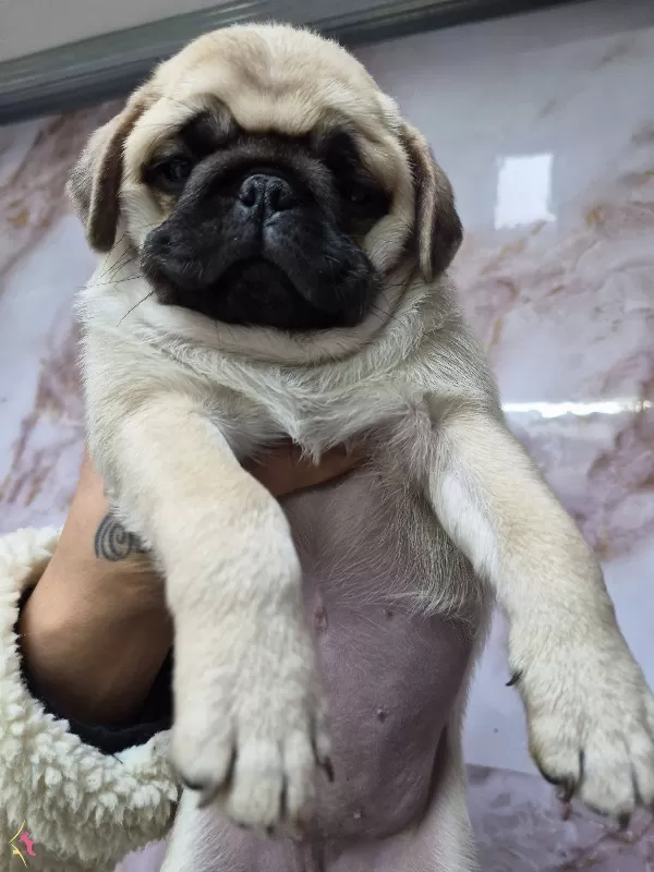A Kalite Pug Yavrularımız