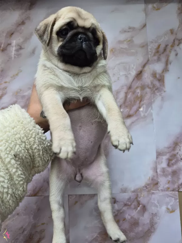 A Kalite Pug Yavrularımız