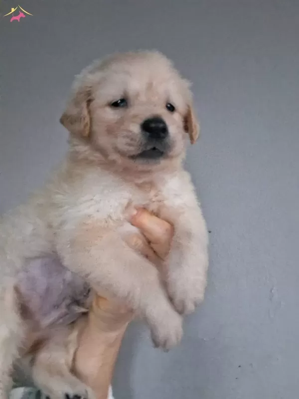 Baby Face Golden Yavrularımız