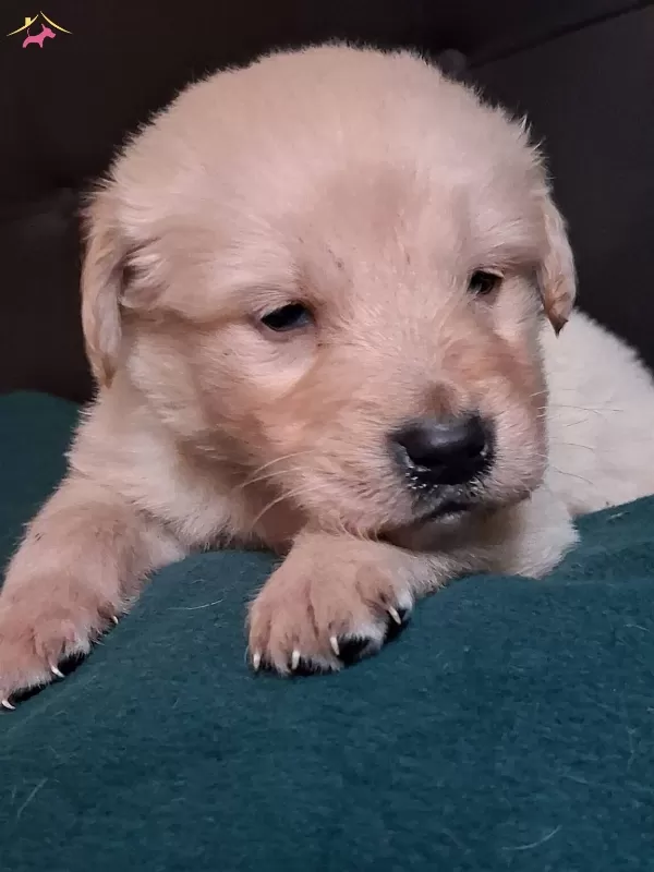 Baby Face Golden Yavrularımız